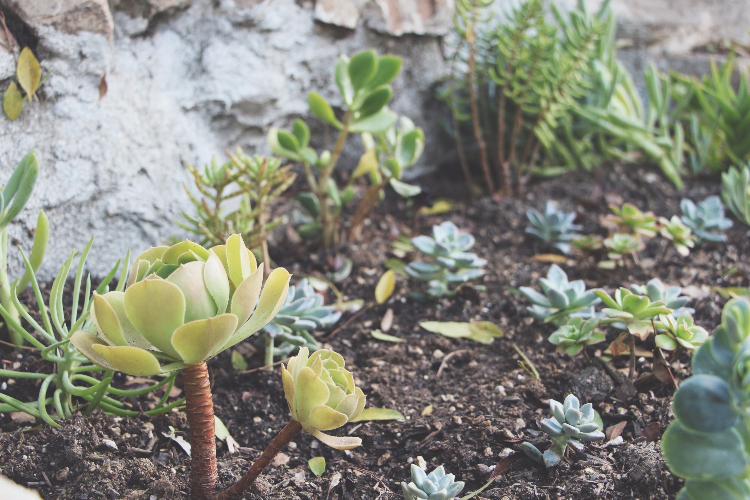 succulent-waterfall-needlesandleaves-net.jpg